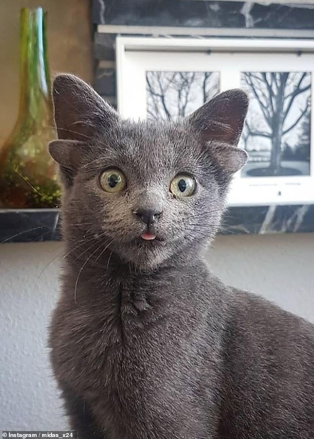 Meo cung dang yeu sinh ra voi 4 tai gay bao mang