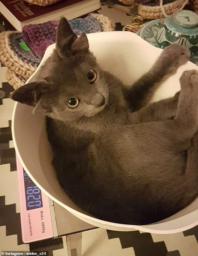 Meo cung dang yeu sinh ra voi 4 tai gay bao mang-Hinh-4