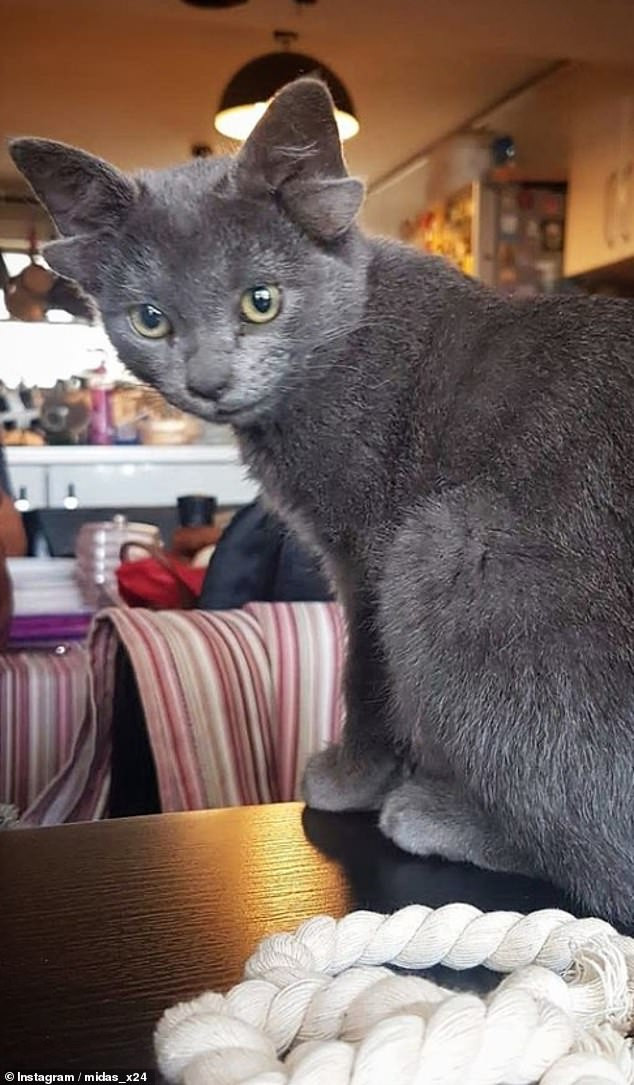 Meo cung dang yeu sinh ra voi 4 tai gay bao mang-Hinh-7