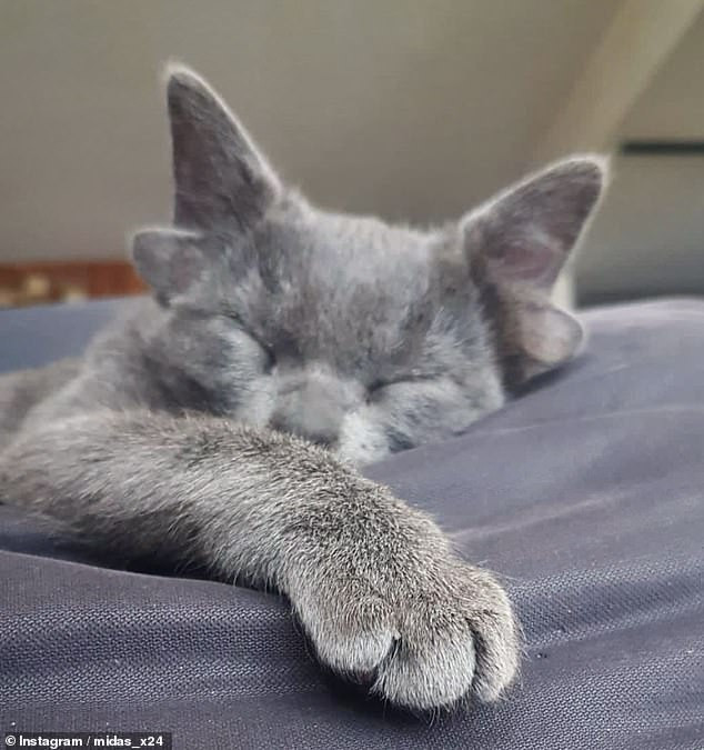 Meo cung dang yeu sinh ra voi 4 tai gay bao mang-Hinh-6