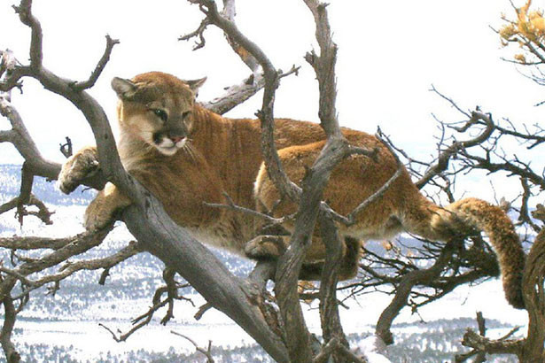 Bị sư tử tấn công, tưởng người đàn ông bỏ mạng và cái kết bất ngờ Bi su tu tan cong, tuong nguoi dan ong bo mang va cai ket bat ngo