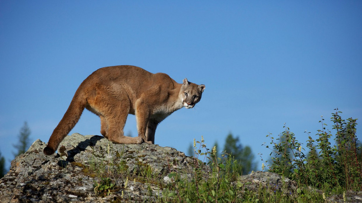 Bị sư tử tấn công, tưởng người đàn ông bỏ mạng và cái kết bất ngờ - Hình 5 Bi su tu tan cong, tuong nguoi dan ong bo mang va cai ket bat ngo-Hinh-5