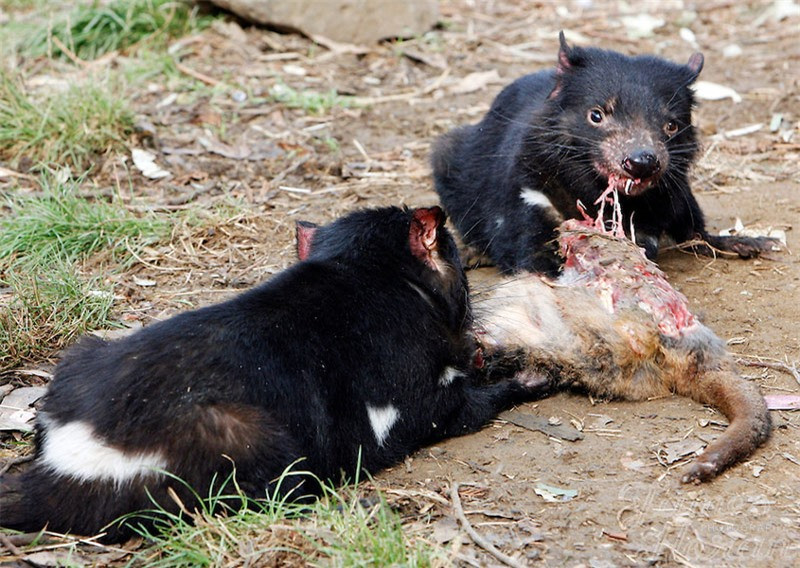 Quỷ Tasmania trưởng thành có kích thước bằng một con chó nhỏ với trọng lượng trung bình khoảng 8kg và dài từ 57-65cm. Đáng chú ý, loài động vật có túi này rất hung dữ khi chúng sẵn sàng ăn thịt bất kỳ loài động vật nào mà chúng có thể săn đuổi được. Thậm chí, chúng cũng rất thích “dọn sạch” các xác thối, kể cả xương.