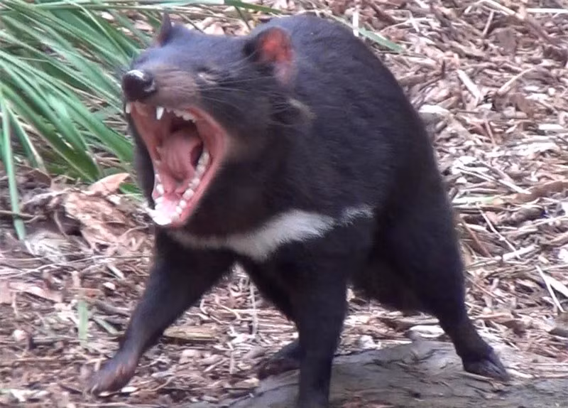 Ngoài ra, thân hình của chúng cũng khiến nhiều người phải “dựng tóc gáy” với một vệt trắng trước ngực, tạo dấu ấn lớn trên bộ lông đen nhánh kỳ bí. Đó là chưa kể về cái đầu trông khá giống chuột, nhưng lại sở hữu bộ răng của loài chó sói.