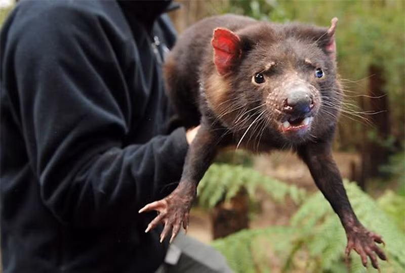 Theo số liệu thống kê vào năm 2008, chỉ còn khoảng 10.000 – 15.000 cá thể quỷ Tasmania sinh sống trong thiên nhiên hoang dã (giảm hơn 80% về số lượng vào năm 1990. Được biết, nguyên nhân dẫn đến việc này là do nạn dịch bệnh, cũng như người dân định cư tại Tasmania săn bắt chúng để làm thức ăn.