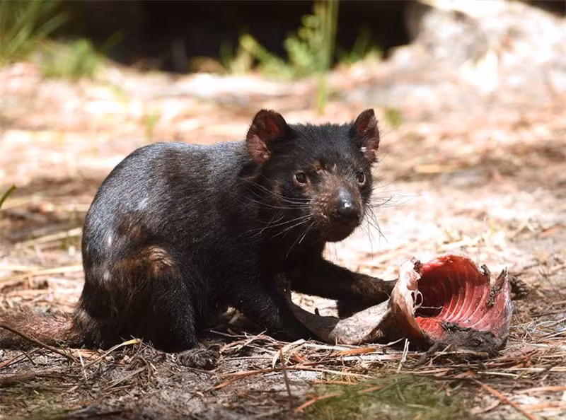 Theo các nhà khoa học, quỷ Tasmania thường sống và săn mồi đơn độc. Chúng chỉ gặp nhau trong khoảng 5 ngày vào mùa sinh sản.