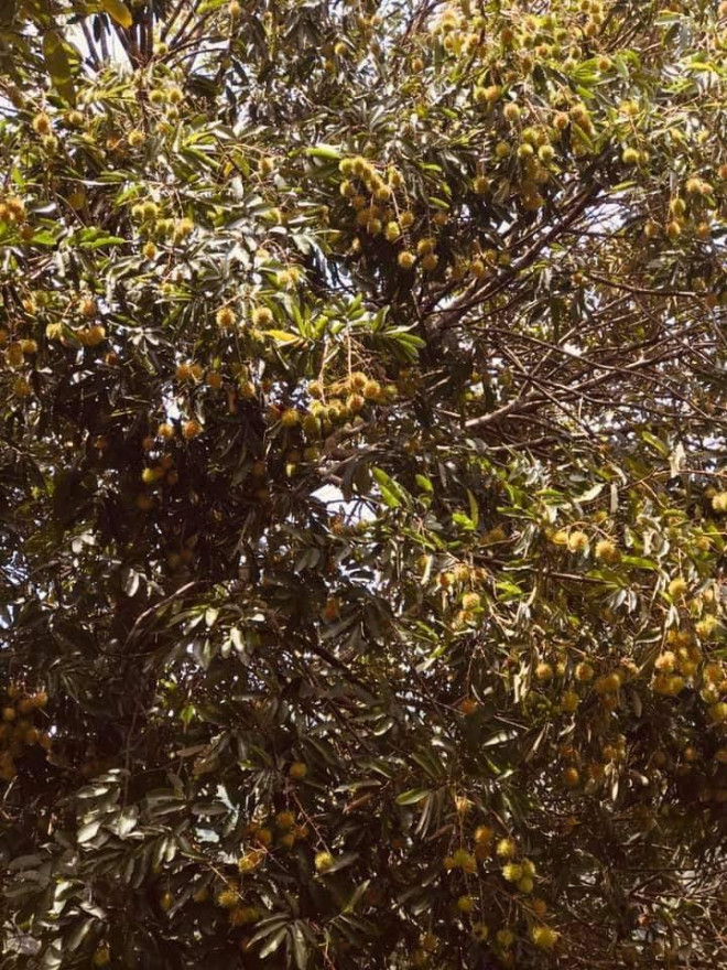 Thực chất, chôm chôm rừng mọc tự nhiên trong các cánh rừng vùng Tây Nguyên, cao như cây cổ thụ nên khá khó hái. 