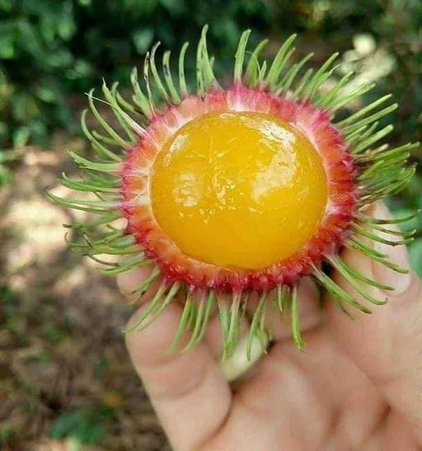 Loại chôm chôm lạ ai cũng tưởng nhập ngoại, tìm hiểu nguồn gốc dân Việt mới ngã ngửa Loai chom chom la ai cung tuong nhap ngoai, tim hieu nguon goc dan Viet moi nga ngua