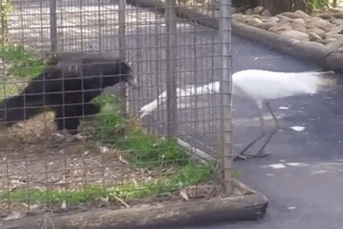 Co cuop thuc an cua dai bang va bi trung phat nang ne