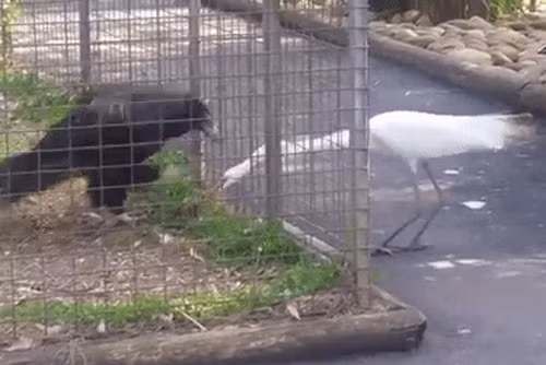 Co cuop thuc an cua dai bang va bi trung phat nang ne