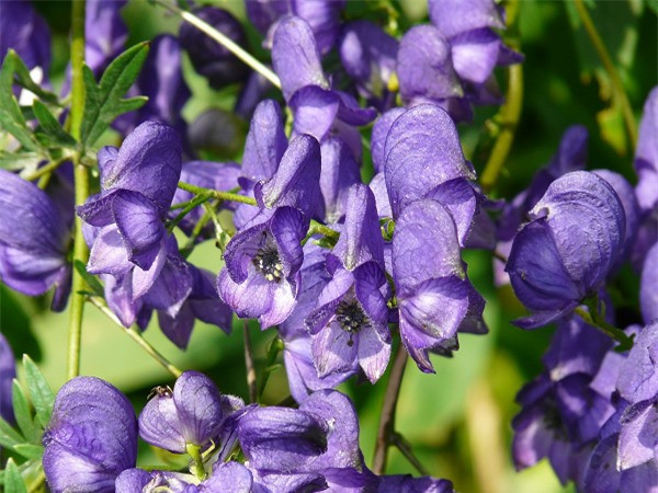 Cây phụ tử (Aconitum napellus) chứa độc tố aconitine gây nguy hiểm cho những ai ăn phải thậm chí là chạm vào nó. Ai bị ngộ độc thường có triệu trứng tiết nhiều nước bọt, nôn mửa, tiêu chảy, cảm giác ngứa ran trong da, huyết áp và tim bất thường, hôn mê và đôi khi tử vong.