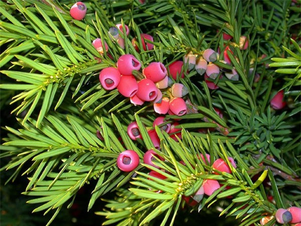 br/> Thủy tùng English Yew (Taxus baccata) có độc tính rất mạnh. Thành phần độc trong cây là alkaloids taxine, nó có ở tất cả mọi bộ phận trừ lớp vỏ ngoài của hạt. Độc có thể dẫn đến những triệu chứng nghiêm trọng như chóng mặt, khô miệng, giãn đồng tử, suy nhược, nhịp tim bất thường và dẫn đến tử vong.