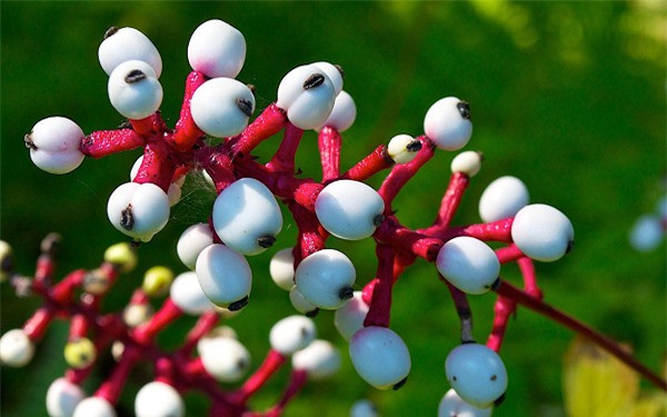 br/> Cây Doll’s Eyes (trông giống như mắt búp bê) gây ra nhiều cái chết cho trẻ em, vì chúng có vị ngọt. Sau khi ăn vào, chất độc trong quả hoạt động gần như tức thời gây suy tim, sớm gây ngừng tim.