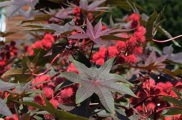 br/> Cây thầu dầu (Ricinus communis) có chứa chất ricin cực độc. Chất ricin gây chết người bởi nó can thiệp vào quá trình trao đổi chất của tế bào cần thiết để duy trì sự sống. Nạn nhân có thể nôn mửa, tiêu chảy và co giật một tuần trước khi chết vì suy tạng.