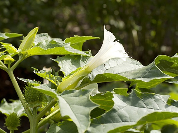 br/> Jimsonweed là cây cà độc với những chiếc lá nhọn và quả cũng có gai nhọn. Quả của cây này đặc biệt độc, ngay cả cánh hoa và mật hoa cũng có chất độc. Loại độc trong cây này là atropine và scopolamine.