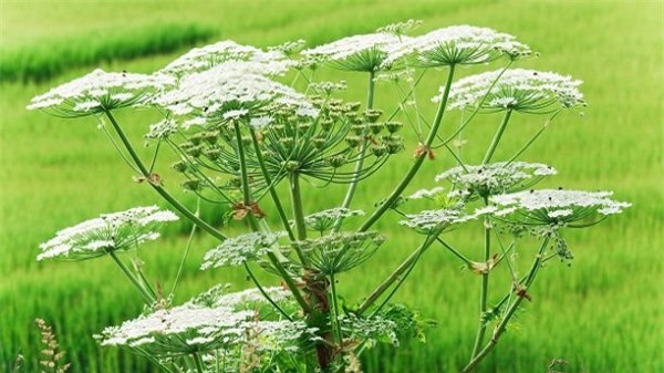 br/> Ngò tây khổng lồ (Heracleum mantegazzianum) gây độc cho các loài động vật theo hình thức quang độc tính. Hóa chất do cây tiết ra khi tiếp xúc với da và phản ứng với ánh sáng mặt trời sẽ gây bỏng.