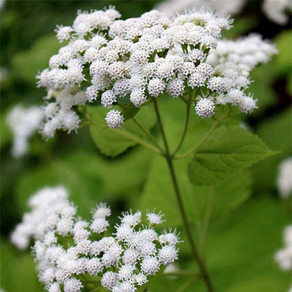 br/> Cây White Snakeroot chứa chất tremetol - một loại ancol không bão hòa, công thức hóa học C16H22O3 - có thể gây ngộ độc nghiêm trọng ở người và gia súc.