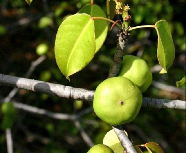 br/> Quả Manchineel là một loài thực vật cực độc nếu hít phải mùn cưa hoặc khói của cây này trong phạm vi 9,1m có thể dẫn đến một loạt biểu hiện khó chịu như viêm thanh quản, ho, viêm phế quản. Hoặc đơn giản là bị hứng nước mưa từ cây cũng có thể dẫn đến phát ban và ngứa.