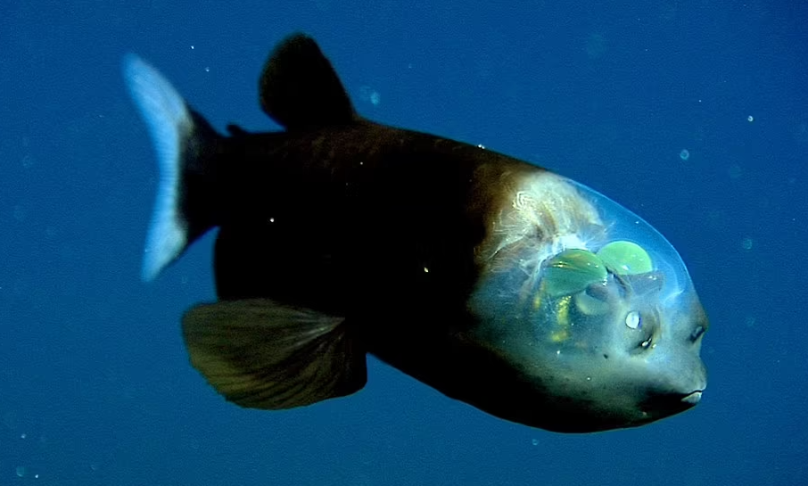 Kỳ lạ cá 'sinh vật ngoài hành tinh' mắt xanh lục và đầu trong suốt