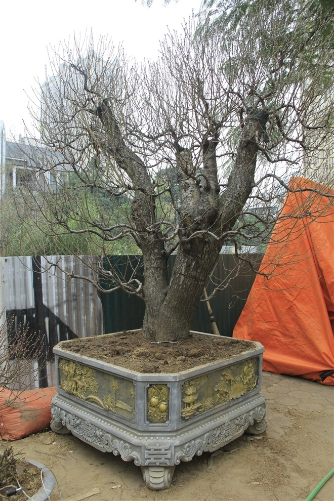 Thu dot tien ngay Tet cua nha giau Viet-Hinh-2