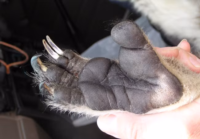 Loai dong vat co dau van tay giong het con nguoi