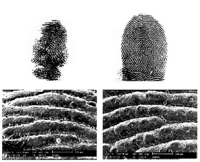 Loai dong vat co dau van tay giong het con nguoi-Hinh-4