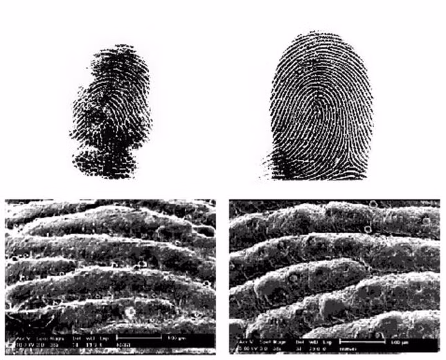 Loai dong vat co dau van tay giong het con nguoi-Hinh-4
