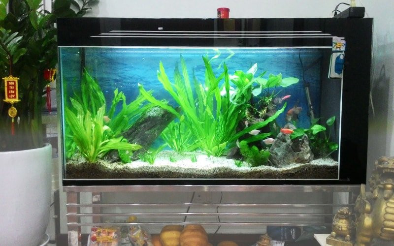 Be ca la khac tinh cua nguoi menh nay, dat trong nha ruoc them tai uong-Hinh-2