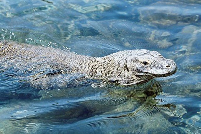 10 su that dang ngac nhien ve rong Komodo