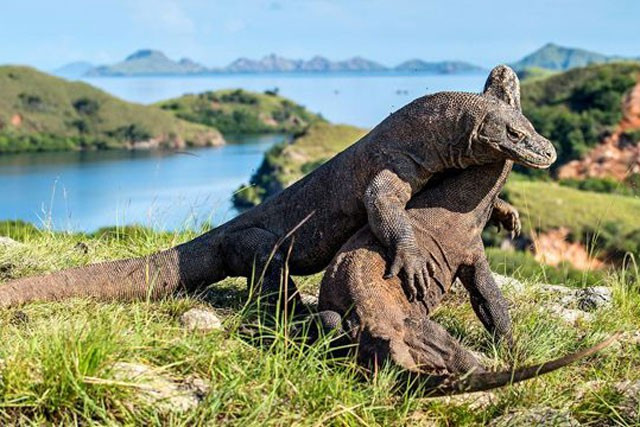 10 su that dang ngac nhien ve rong Komodo-Hinh-10