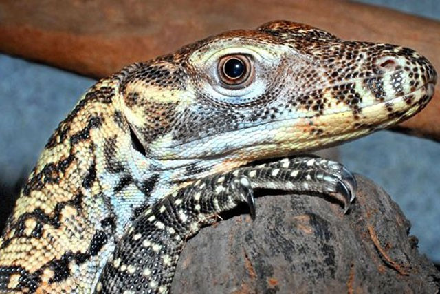 10 su that dang ngac nhien ve rong Komodo-Hinh-5