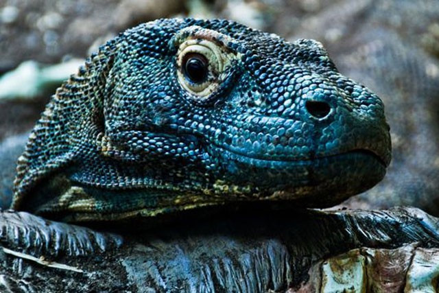 10 su that dang ngac nhien ve rong Komodo-Hinh-4