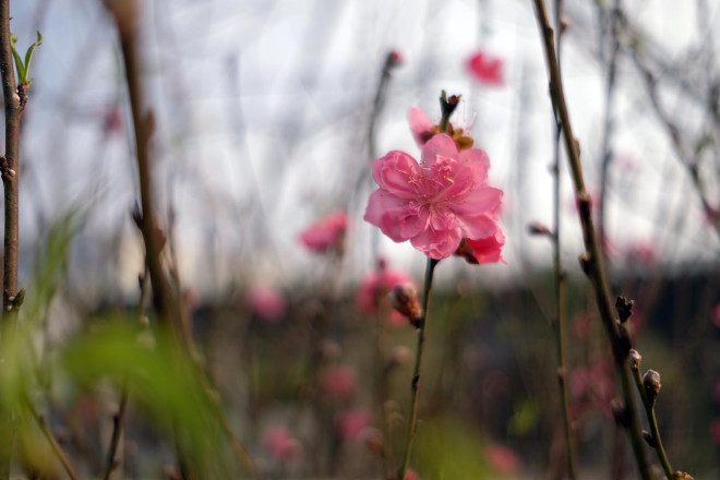 Dao Nhat Tan chiu canh diu hiu, nong dan quyet khong ban cho nguoi ep gia-Hinh-6