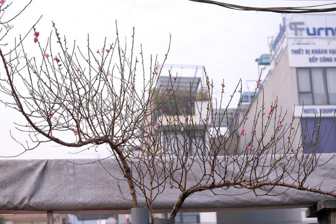 Dao Nhat Tan chiu canh diu hiu, nong dan quyet khong ban cho nguoi ep gia-Hinh-5