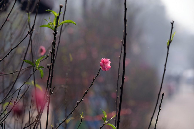 Dao Nhat Tan chiu canh diu hiu, nong dan quyet khong ban cho nguoi ep gia-Hinh-7