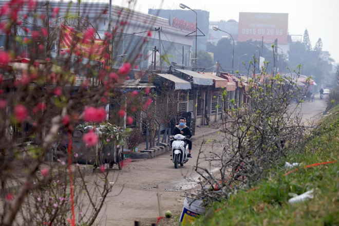 Đào Nhật Tân chịu cảnh đìu hiu, nông dân quyết không bán cho người ép giá Dao Nhat Tan chiu canh diu hiu, nong dan quyet khong ban cho nguoi ep gia