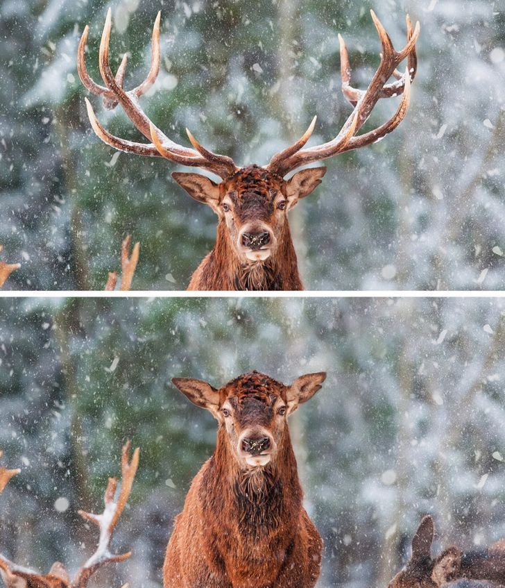 Cac loai dong vat mat di diem rieng biet se trong nhu the nao?-Hinh-12