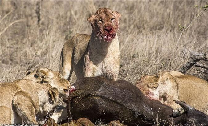 Sau khi giết chết con trâu nhỏ, đàn sư tử bắt đầu ăn thịt con mồi. 