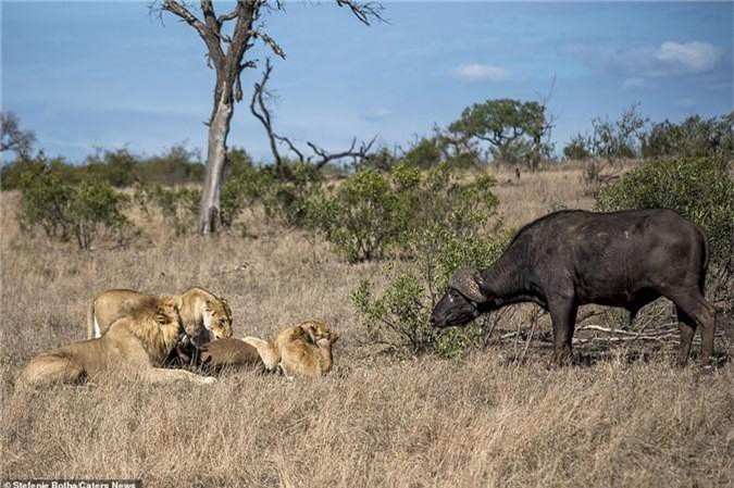Một con trâu trưởng thành tiếp cận 3 con sư tử đang ăn thịt đồng loại của nó. 