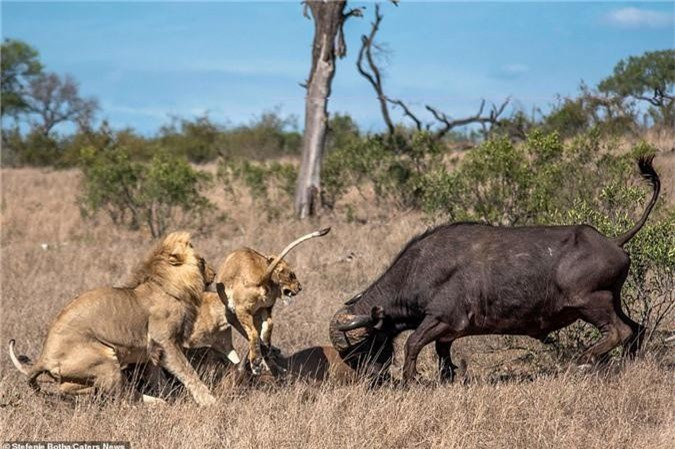 Đàn sư tử tỏ ra bất ngờ trước sự cú tấn công dũng mãnh của trâu rừng. 