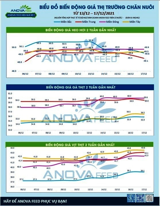 Gia lon hoi tiep tuc giam, nhieu noi tuot moc 50.000 dong/kg-Hinh-2