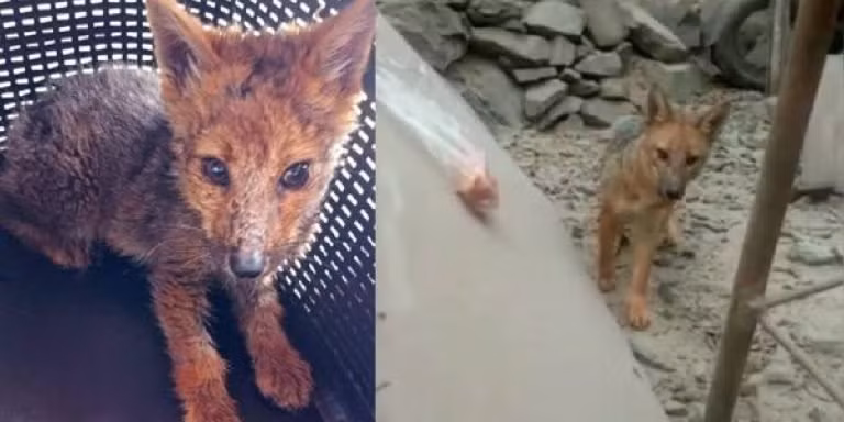 Cho Husky 3 thang tuoi bong 