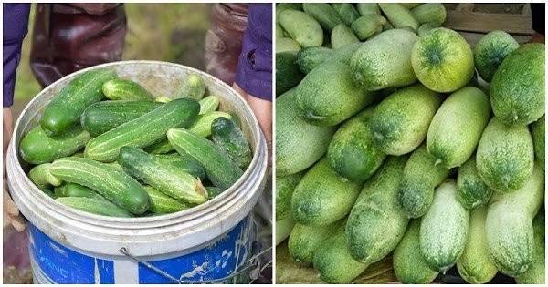 Vi dang cua dua chuot co the khien mot nguoi khoe manh mat mang