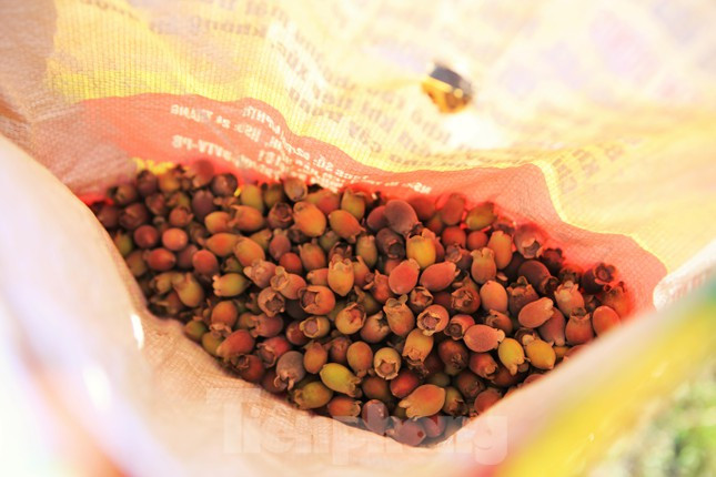 Do xo di hai sim rung, nong dan kiem bon tien moi ngay-Hinh-5