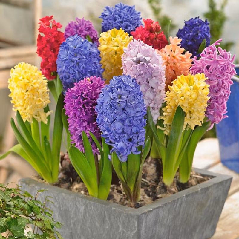 Mang nhung cay nay ve nha trong bao sao lam an that bat-Hinh-2