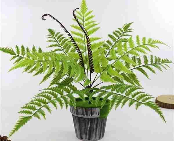 Mang nhung cay nay ve nha trong bao sao lam an that bat-Hinh-3