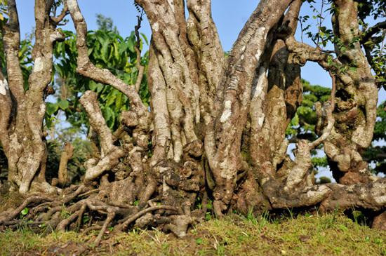 Chiem nguong cay khe canh 300 tuoi co dang the la-Hinh-3