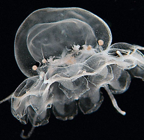 Con người hầu như không biết đến sự tồn tại của sứa Atorella octogonos cho tới năm 1987. Chúng được tìm thấy ở các vùng nhiệt đới phía tây Đại Tây Dương. Con sứa trưởng thành cũng chỉ có đường kính 2 cm và gần như trong suốt nên con người khó nhận biết chúng bằng mắt thường.