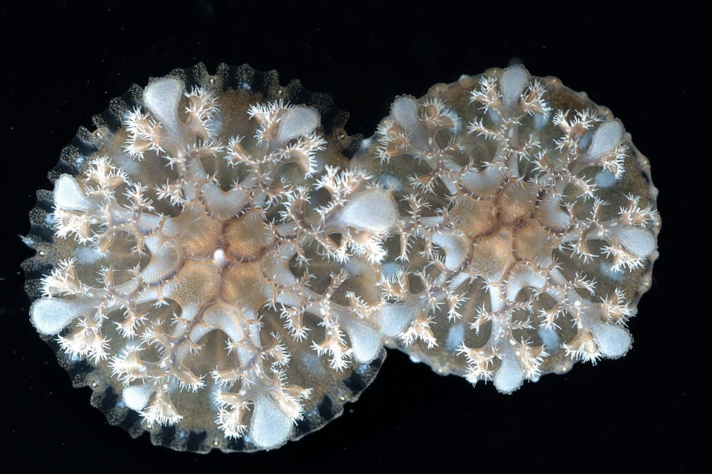 Sứa Cassiopea andromeda thường bị nhầm là hải quỳ. Chúng có miệng hướng lên trên thay vì phần lưng như các con sứa khác. Vết chích của nó gây đau đớn nhưng không nguy hiểm đến tính mạng.