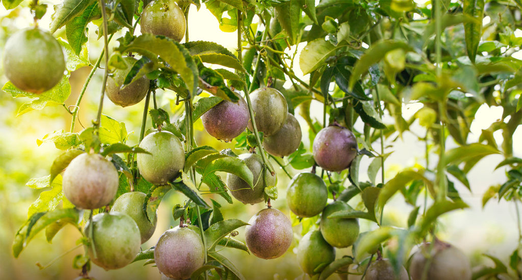 Chanh leo cũng giàu axit amin cần thiết cho nhu cầu của cơ thể con người. Đây cũng được xem là thực phẩm có tác dụng hạ huyết áp tự nhiên hiệu quả, an thần, giảm mất ngủ, thải độc và chữa trị các bệnh về tiêu hóa, bệnh trĩ vô cùng kỳ diệu.